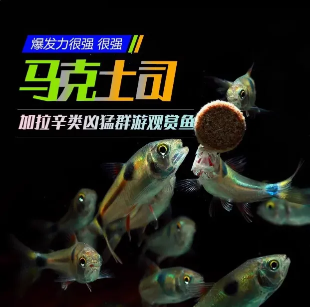 马克吐司鱼小型加拉辛猛鱼马克土司观赏鱼