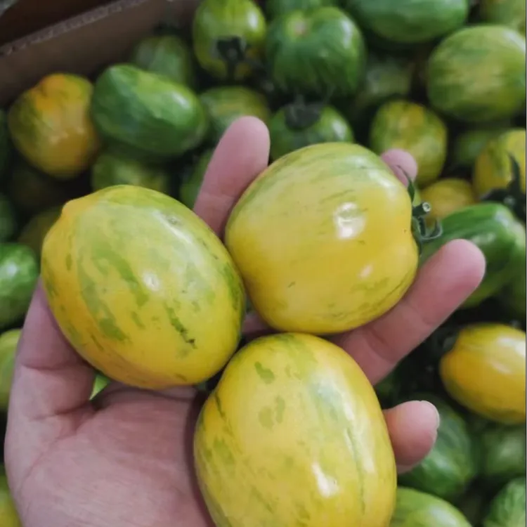 【虎皮黄柿子种子】四季种植盆栽地栽阳台小院种植