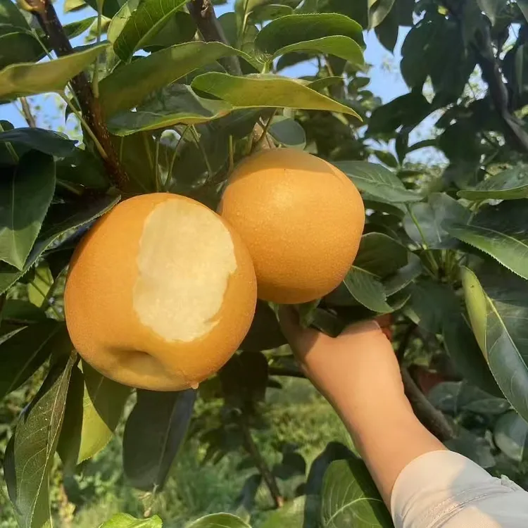 正宗砀山蜜梨新鲜当季水果薄皮脆甜多汁梨子现摘现发山东发货