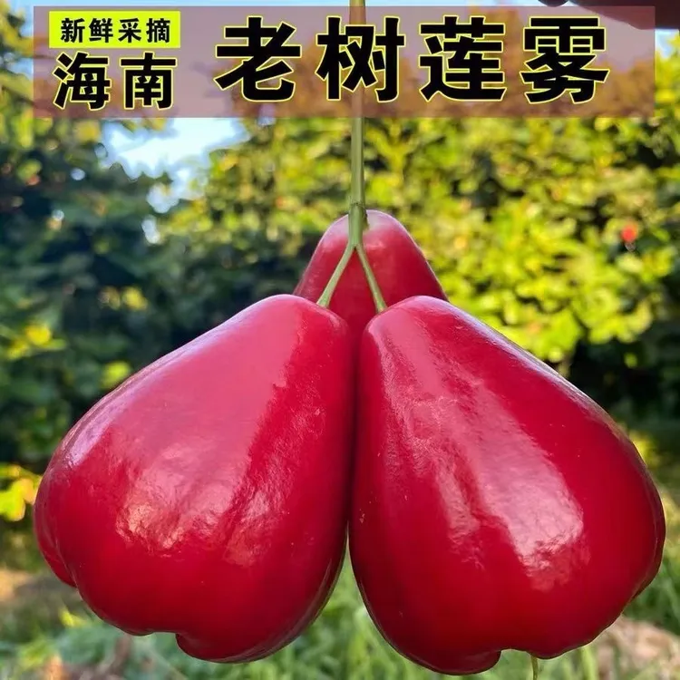 海南热带红宝石莲雾仙女果清甜多汁孕妇水果当季新鲜果园现摘现发