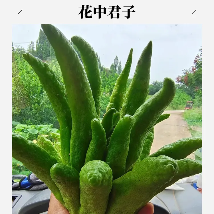 精品观赏佛手柑水培干放香薰把玩闻香清供净气熬膏食用基地直发