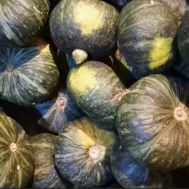 东北落花面窝瓜8斤半到9斤包邮