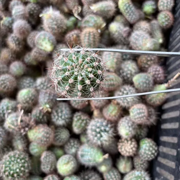 20个混色席克式彩草侧球2公分以上20个混色侧球