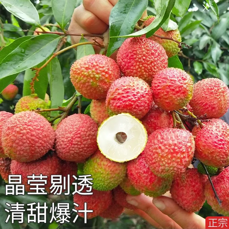 【全国顺丰包邮】【抖音小院助农专属】合江老树妃子笑荔枝现摘现发