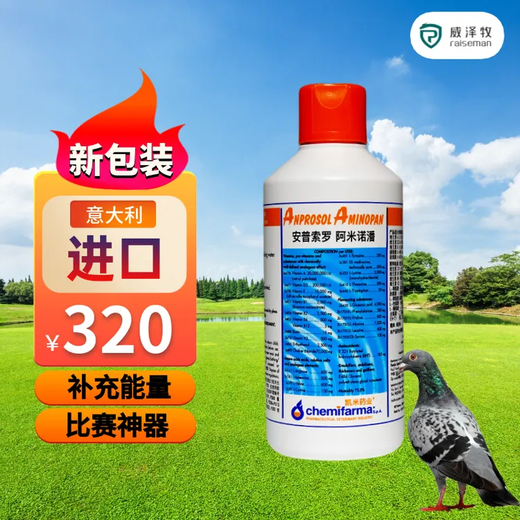 【赛鸽一姐】阿米诺潘意大利进口鸽子补充能量