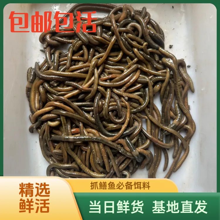 青蚯蚓鲜活便宜钓黄鳝蚯蚓黑蚯蚓鲜活特大蚯蚓活体蚯蚓青皮青蚯蚓