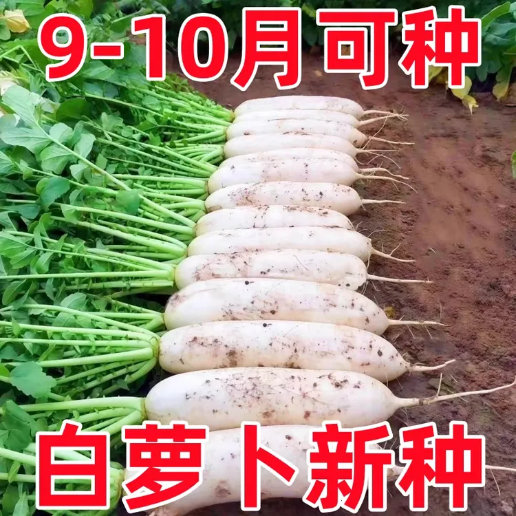秋冬大白萝卜九斤王萝卜种子正宗白玉春萝卜耐寒耐抽苔过冬白萝卜