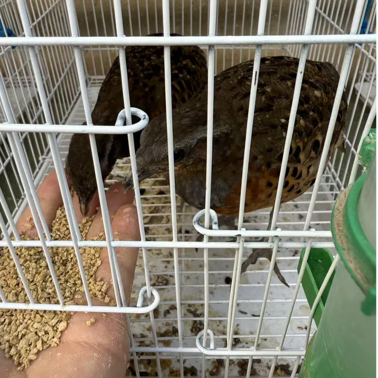 宠物小型鸡  手养竹鸟 带证发货 