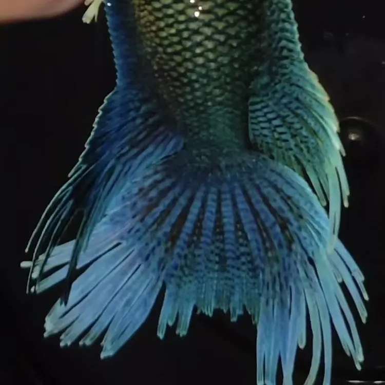 中国斗鱼无纹蓝全爆多股骨