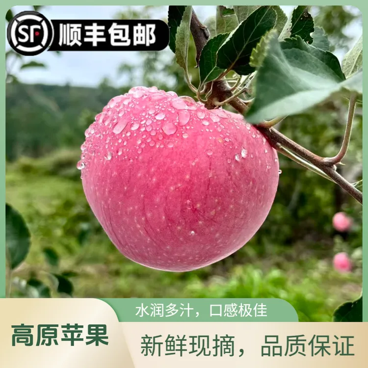 当季吉县红富士苹果脆甜产地直发一级果（中果、大果）顺丰包邮