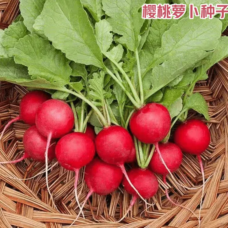 【樱桃萝卜种子】地栽盆栽红樱桃萝卜种籽萝卜小院种种植四季蔬菜