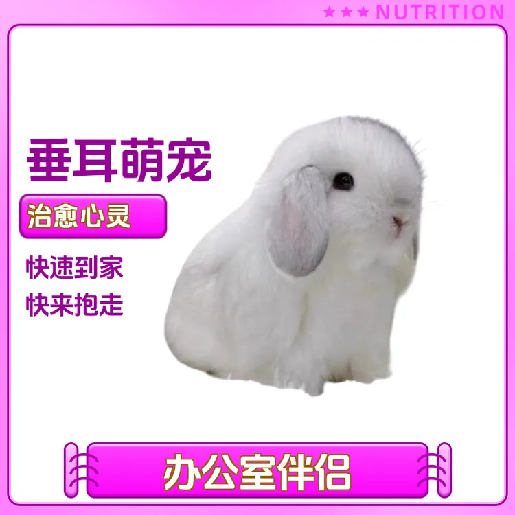 侏儒兔垂耳兔宠物兔活体兔子