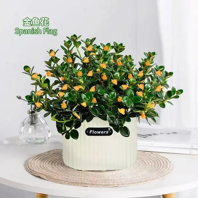 金鱼花盆栽带花苞发货四季常青室内阳台好养的植物花懒人植物耐旱