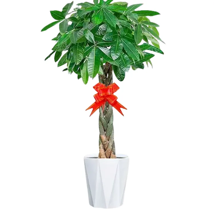 1.5-1.7米辫子发财树开业送礼乔迁办公室前台净化空气吸甲醛