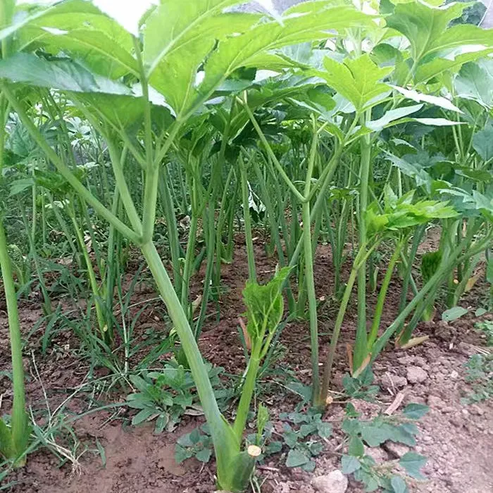 咸草长寿草原土小盆栽小苗 新鲜发货四季可种易成活四季可种