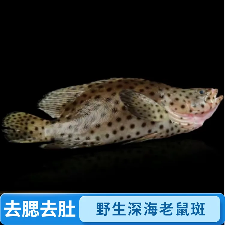 超低温锁鲜野生老鼠斑