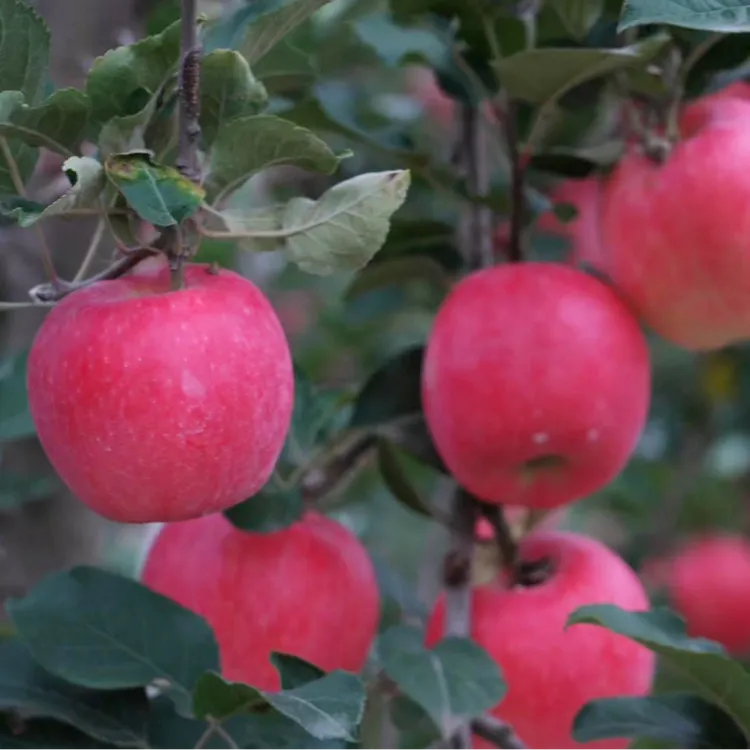 陕西千阳高山瑞香红苹果香甜浓郁