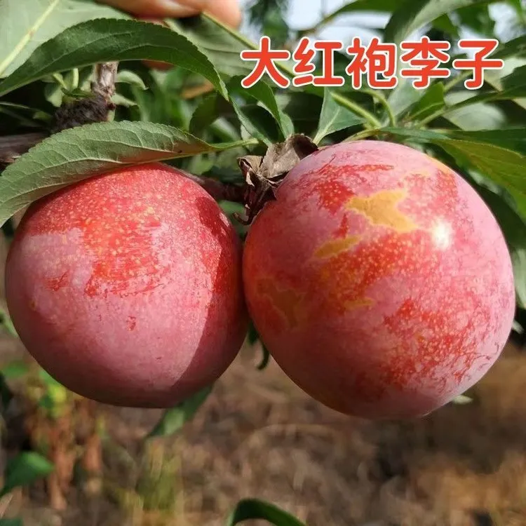 大红袍李子树苗嫁接新品种晚熟耐寒李子树苗盆栽地栽李子树苗