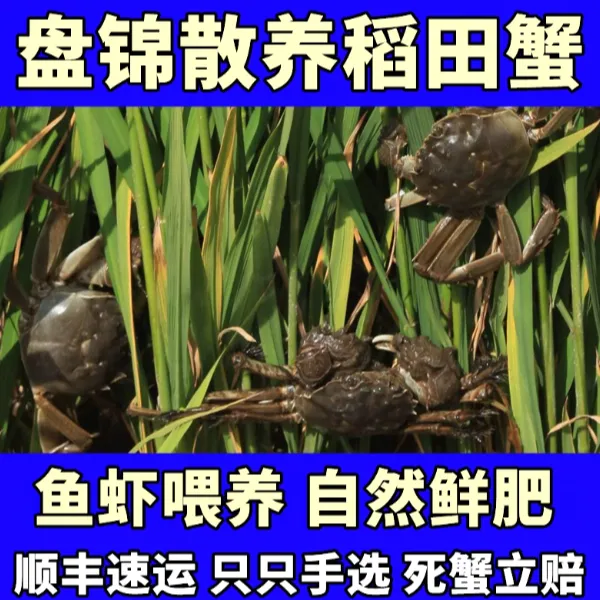 【稻田蟹鲜活】母蟹 1.3-1.0两/只 净重3斤顺丰包邮 源头鲜活直发