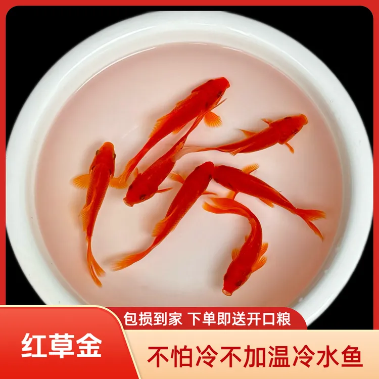 冷水观赏鱼红锦鲫红色草金鱼鱼苗好养的招财鱼活体养殖好养耐活