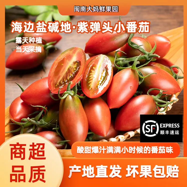 顺丰包邮盐碱地紫弹头小番茄福建海边圣女果孕妇新鲜水果小西红柿