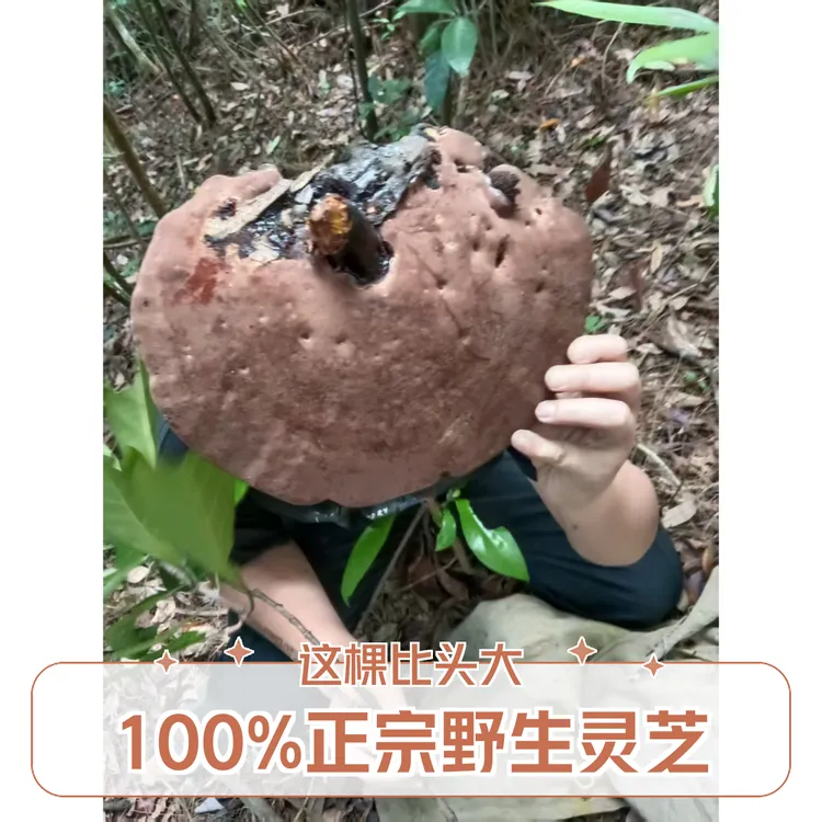 娘家山货 100%正宗野生灵芝  精品中的精品 它的背面闻着味道好香