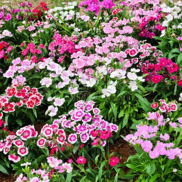 欧石竹花种籽子五彩石竹花籽常夏石竹少女石竹多年生四季耐寒盆栽