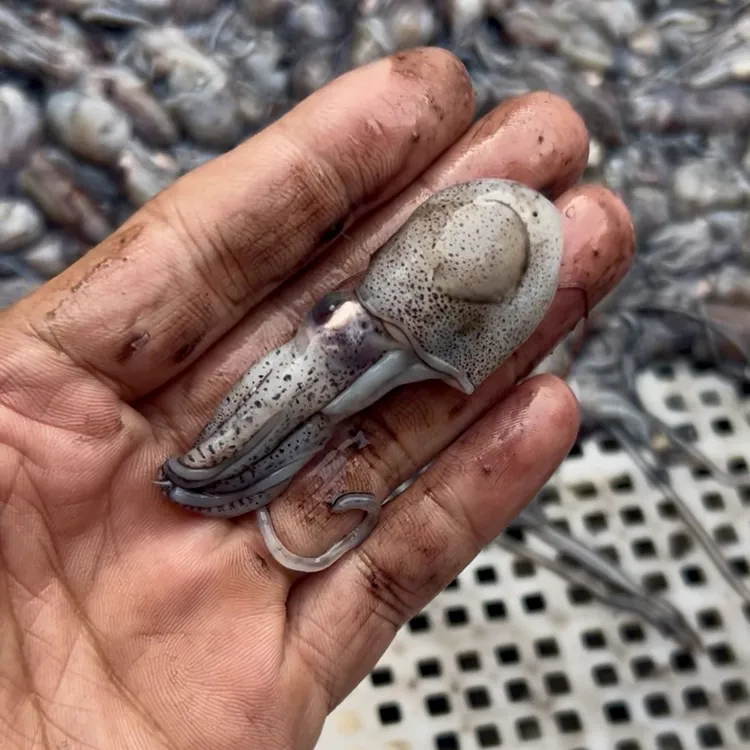 【麦创优选】海钓鱼饵原浆乌鱼豆船钓岸钓冷冻真空野生墨斗海钓黑鱼