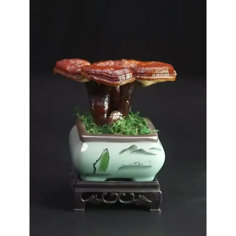 新款基地直发灵芝盆景正品办公室阳台卧室趣味花卉高端大气上档次