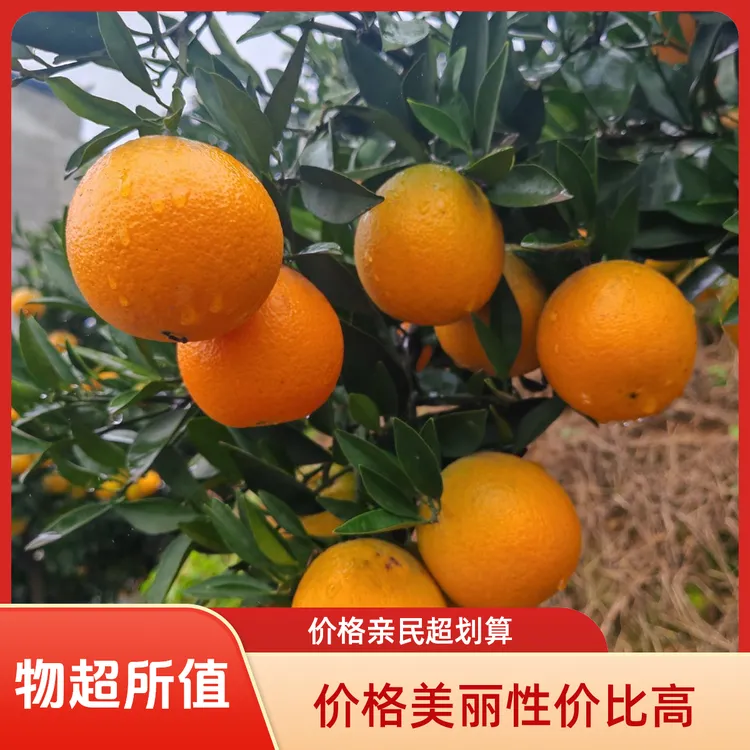 秭归纽荷尔「圆红」脐橙天然细腻现摘大果蜜甜爆汁原生