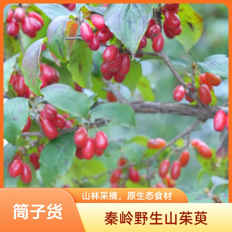正宗秦岭农家无核山茱萸干货可搭配枸杞当归泡水喝