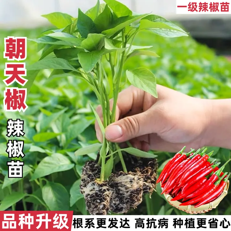 【特辣朝天椒秧苗】小米辣幼苗小米椒阳台盆栽四季辣椒苗大苗特大