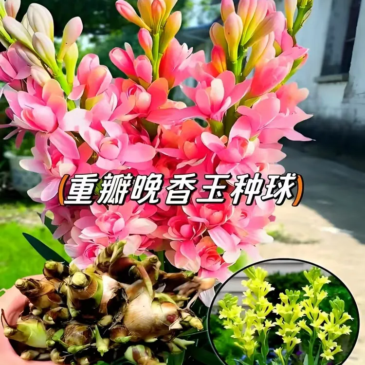 重瓣晚香玉种球四季种植阳台花卉盆栽