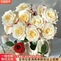【云舍花卉】方德荷冠【艾莉森】单头玫瑰全场鲜花任意满两单以上包邮