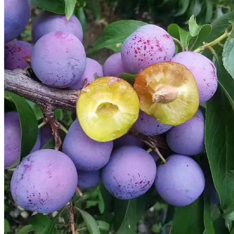 脱骨李小脆红阿坝汶川脆红李四川高山脆李果园现摘现发新鲜应季