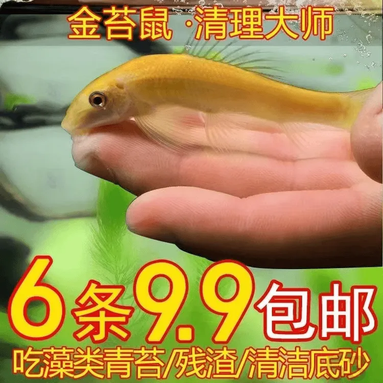 清道夫鱼缸鱼金苔鼠除藻清洁耐活吃鱼屎工具鱼淡水青苔鼠观赏鱼