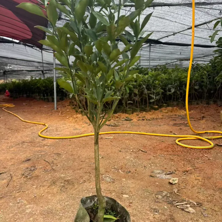 脆蜜金柑苗当年结果优质果苗