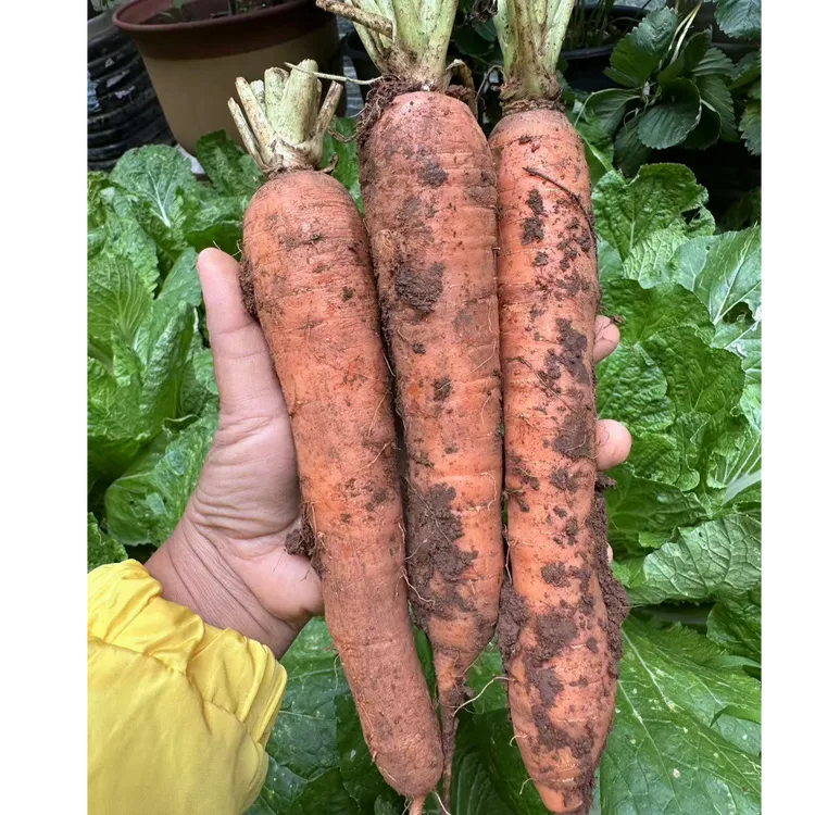 云南高山露天带泥生吃丑胡萝卜