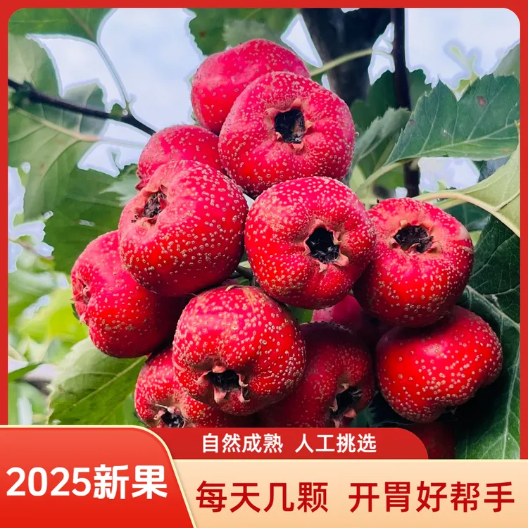 【大金星】山楂鲜果大果山楂现摘现发自然成熟2025新鲜山楂自家果园