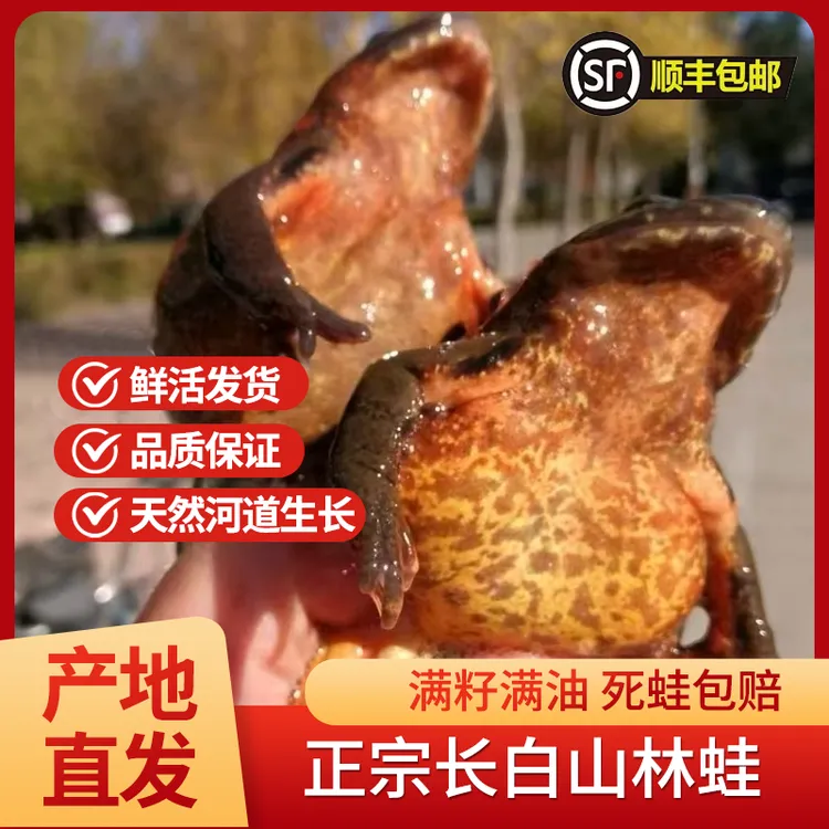 东北长白山母蛤蟆满籽满油   鲜活发货 顺丰包邮送一斤公蛤蟆送酱