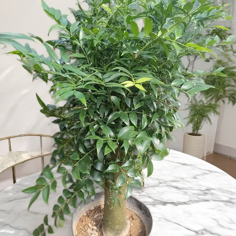 竹柏老桩盆景长寿竹 直播间一物一拍