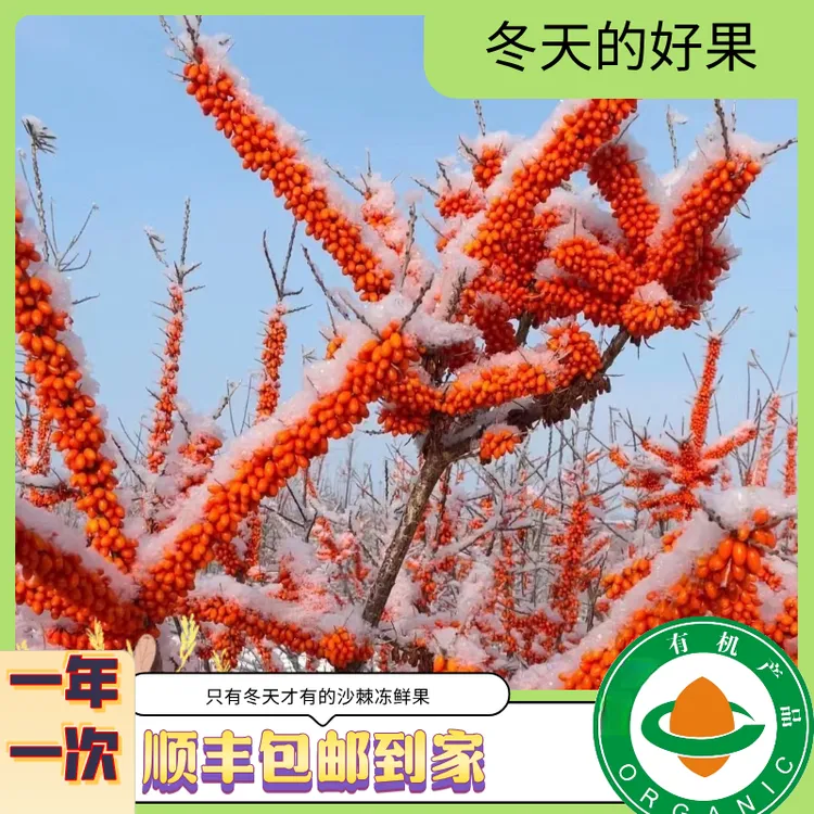 新疆兵团有机沙棘冻鲜果（4+1）斤/箱  冬季新鲜采摘/顺丰冷链运输