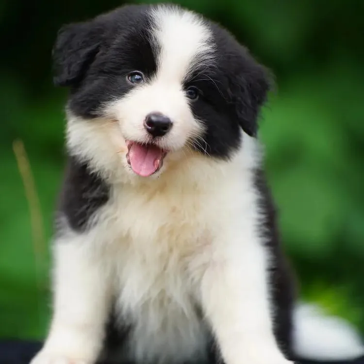 (二蛋萌宠）精品边牧宠物小型狗狗小狗幼犬活体边境牧羊犬通用链接