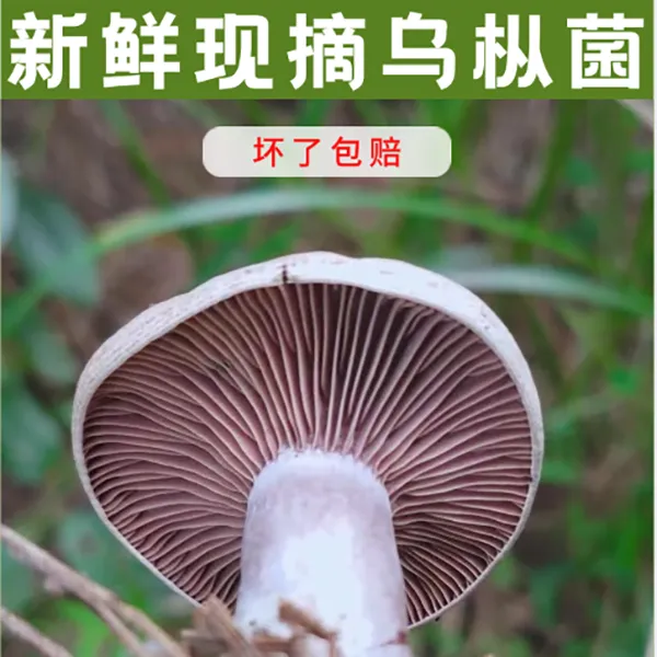 贵州新鲜松树菌野生大山现采野生乌枞菌蘑菇天采摘新鲜发货包邮