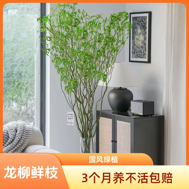 【基地直发】国风高端绿植龙柳鲜枝水培植物室内好养活客厅绿植花卉