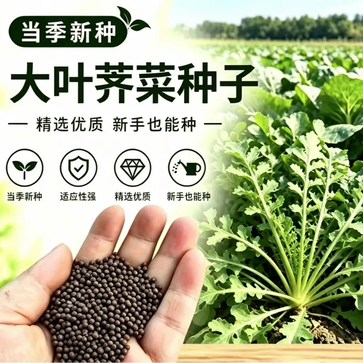 【W】大叶荠菜种子易种植耐寒越冬生荠菜菜种子商品图