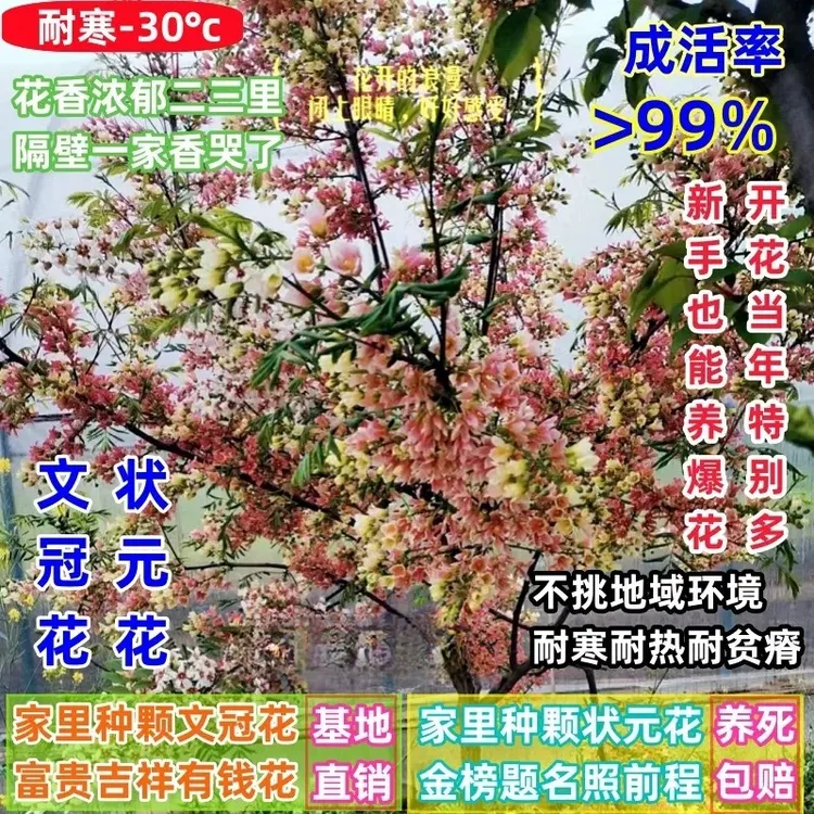 文冠花树苗浓香正宗状元花盆栽风景树室内外庭院文冠果油耐寒花卉