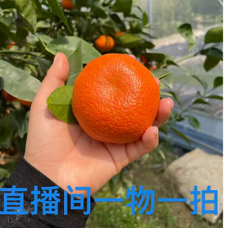 柑橘类 橘子 柚子 橙子各种品种果树