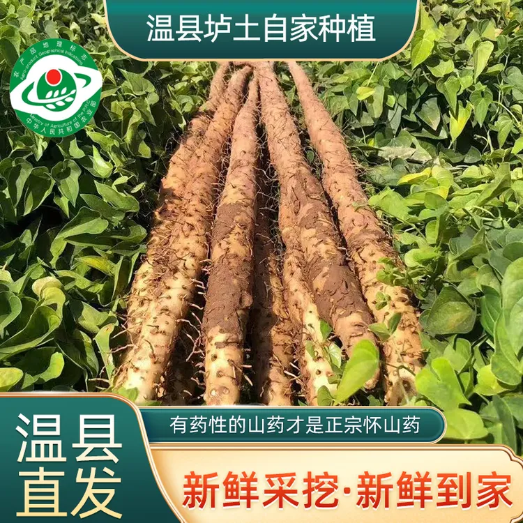 河南垆土焦作垆土地精选温县新鲜铁棍山药怀山药采挖现挖现发滋补