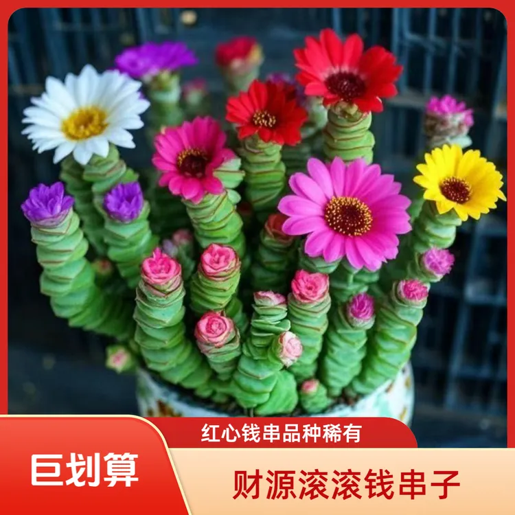 红心钱串彩色稀有钱串锦前程似锦多肉植物新款爆盆阳台绿植肉肉